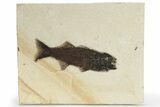 Uncommon Fish Fossil (Mioplosus) - Wyoming #222827-1